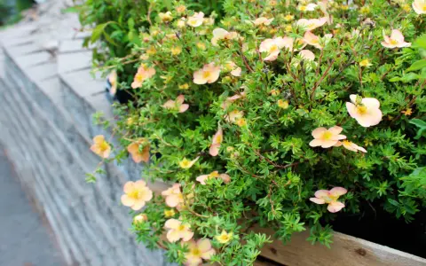 Buskar med små, ljusrosa blommor och gröna blad. Dessa torktåliga buskar trivs i soliga lägen och ger färg till trädgården.