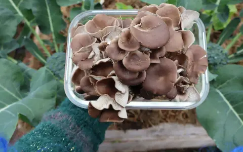 En hand i en grön vante håller en glasburk fylld med färska ostronskivlingar. En lyckad skörd av att odla svamp hemma, med gröna blad i bakgrunden.