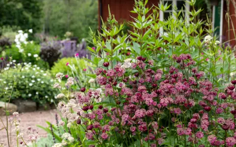 En lummig trädgård med olika blommor sorter. Framträdande är mörklila stjärnflockor och ljusare, nästan vita blommor. I bakgrunden skymtar ett rött hus.