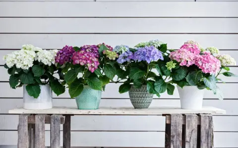 En rad vackra hortensior i kruka, i färger från vitt till rosa och lila, står uppradade mot en vitmålad trävägg.