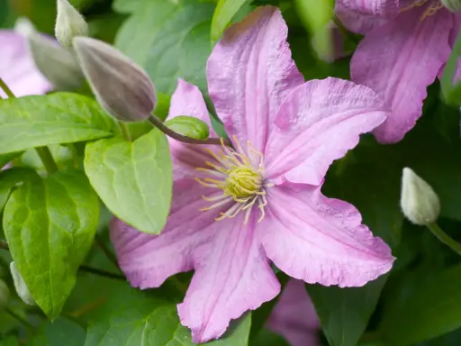 En ljusrosa klematis blommar med gröna blad och knoppar. Vackra klematis sorter som denna ger färg till trädgården.