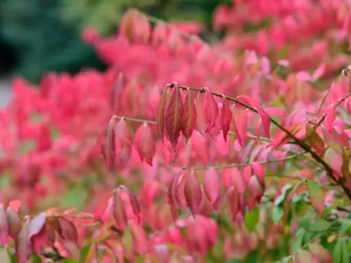 En buske med rosa blommor i höstfärger. Bladen skiftar i rosa, rött och grönt.