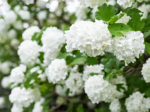 En buske med vita blommor, som snöbollar, i full blom. Grönskande blad ger en fin kontrast.