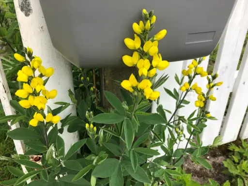 Gula blommor klättrar längs ett vitt staket och en grå brevlåda.