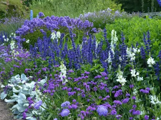 En lummig rabatt med en blå blomma perenn i fokus, omgiven av vita och lila blommor. En grusgång leder förbi den rikliga växtligheten.