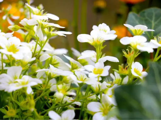 En tät samling av små, vita perenner med gula mittar blommar frodigt.