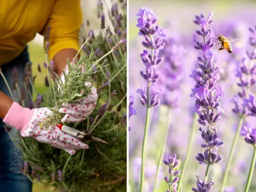 En person med blomstrande handskar klipper lavendel. En bi surrar bland de lila blommorna.