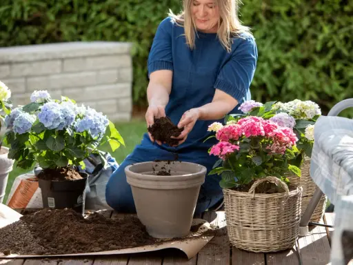 Kvinna planterar vackra hortensia utomhus med jord i händerna.