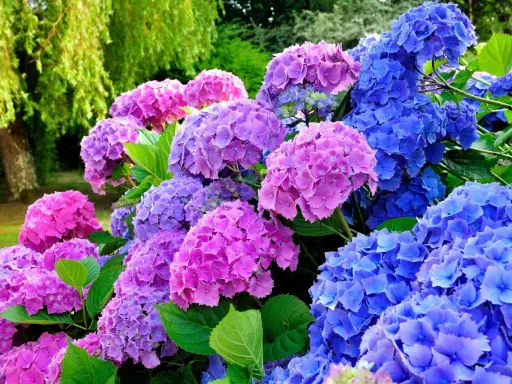 En trädgård med blomstrande hortensior i lila och blå nyanser. Perfekt för att plantera hortensia och skapa en färgsprakande oas.