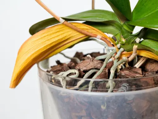 En orkidé med ett gult blad som börjar vissna. Rötterna är synliga i den genomskinliga krukan.