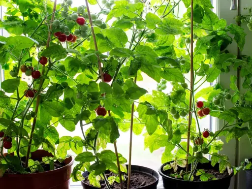 Tomatplantor i krukor vid fönstret, med både gröna och röda tomater som växer. En härlig syn för den som gillar att plantera tomater.