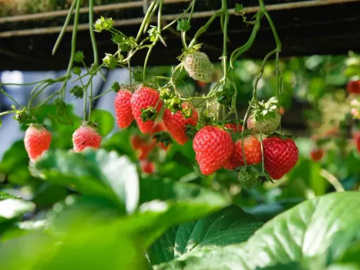 Röda jordgubbar hänger från plantan, redo att plockas. Perfekt jord till jordgubbar ger dessa läckra bär.