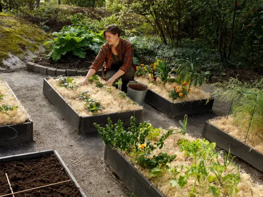 Kvinna planterar i upphöjda bäddar med mullrik jord och halm. Odling av jordgubbar, kål och blommor.