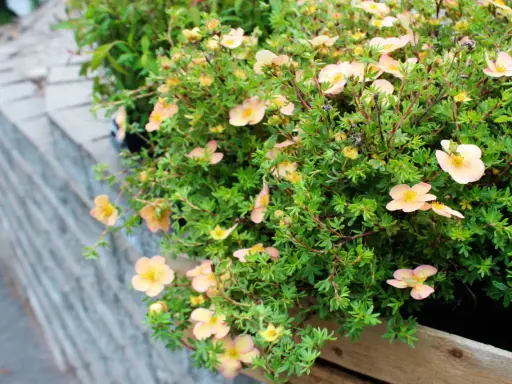 Buskar med små, ljusrosa blommor och gröna blad. Dessa torktåliga buskar trivs i soliga lägen och ger färg till trädgården.