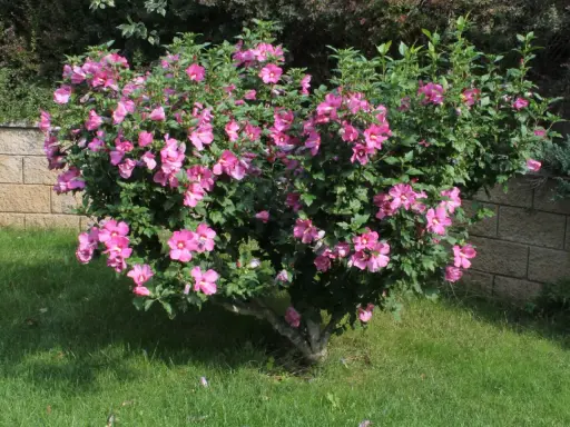 En frodig hibiskus utomhus blommar med rosa blommor. Busken står på en gräsmatta intill en stenmur.