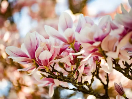 En gren med rosa och vita magnoliablommor som blommar i solljus. En vacker klippa av magnolia.