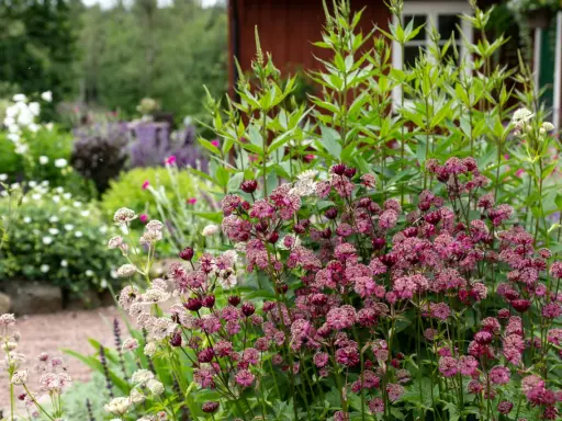 En lummig trädgård med olika blommor sorter. Framträdande är mörklila stjärnflockor och ljusare, nästan vita blommor. I bakgrunden skymtar ett rött hus.