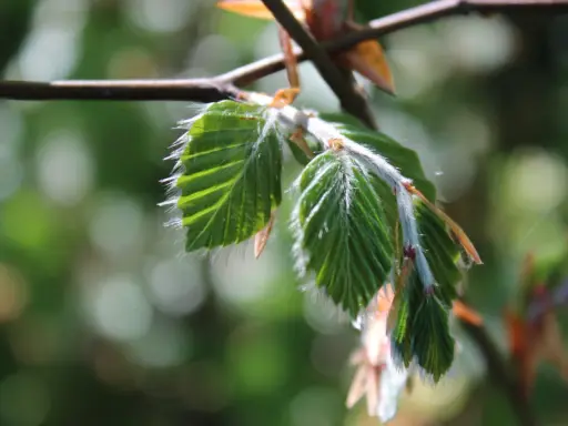 Nya, ludna blad på en gren, som visar hur buskar som trivs i skugga kan få vackra detaljer.