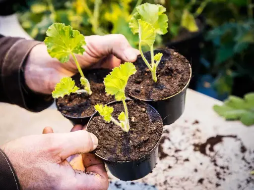 Händer håller tre små sticklingar pelargon i svarta krukor. De är redo att planteras ut.