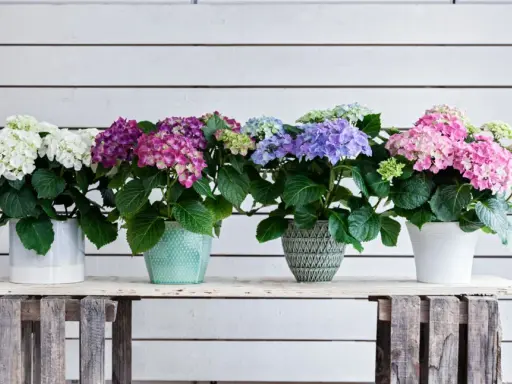 En rad vackra hortensior i kruka, i färger från vitt till rosa och lila, står uppradade mot en vitmålad trävägg.