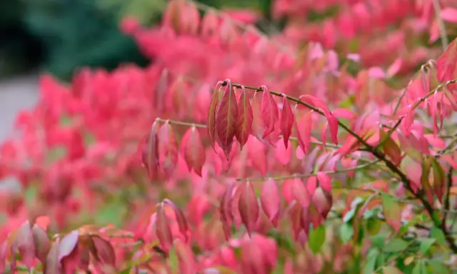 En buske med rosa blommor i höstfärger. Bladen skiftar i rosa, rött och grönt.