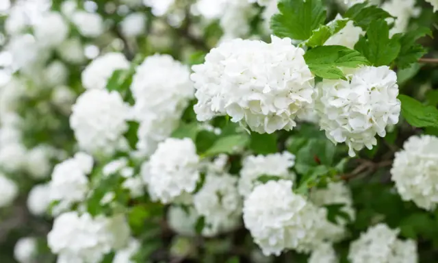 En buske med vita blommor, som snöbollar, i full blom. Grönskande blad ger en fin kontrast.