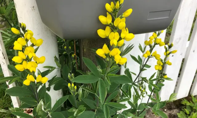 Gula blommor klättrar längs ett vitt staket och en grå brevlåda.
