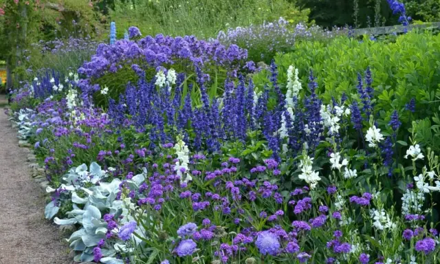En lummig rabatt med en blå blomma perenn i fokus, omgiven av vita och lila blommor. En grusgång leder förbi den rikliga växtligheten.