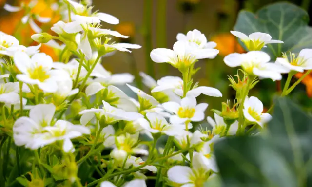 En tät samling av små, vita perenner med gula mittar blommar frodigt.