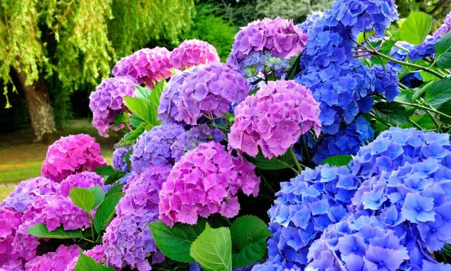 En trädgård med blomstrande hortensior i lila och blå nyanser. Perfekt för att plantera hortensia och skapa en färgsprakande oas.