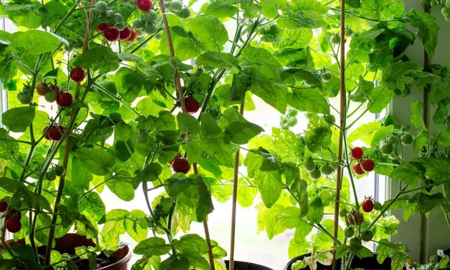 Tomatplantor i krukor vid fönstret, med både gröna och röda tomater som växer. En härlig syn för den som gillar att plantera tomater.
