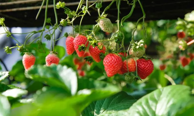 Röda jordgubbar hänger från plantan, redo att plockas. Perfekt jord till jordgubbar ger dessa läckra bär.