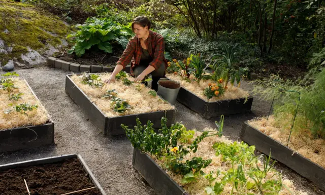 Kvinna planterar i upphöjda bäddar med mullrik jord och halm. Odling av jordgubbar, kål och blommor.