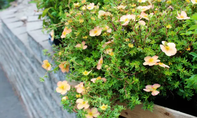 Buskar med små, ljusrosa blommor och gröna blad. Dessa torktåliga buskar trivs i soliga lägen och ger färg till trädgården.