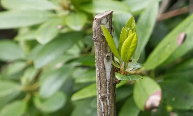 Ny tillväxt spirar från en klippt rhododendron.