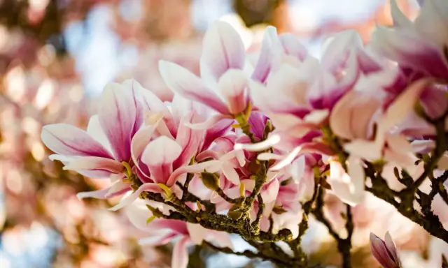 En gren med rosa och vita magnoliablommor som blommar i solljus. En vacker klippa av magnolia.
