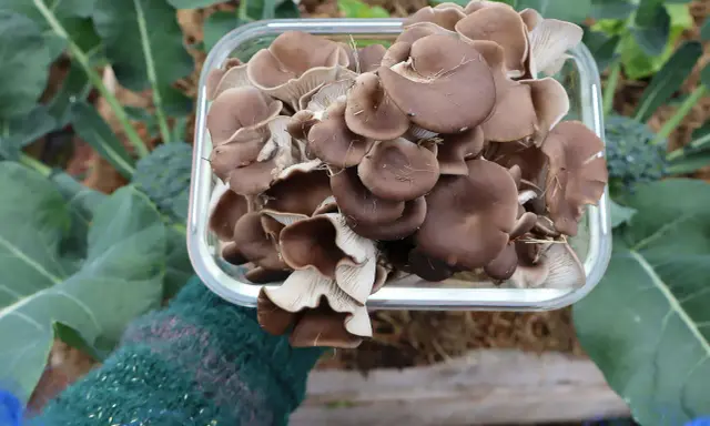 En hand i en grön vante håller en glasburk fylld med färska ostronskivlingar. En lyckad skörd av att odla svamp hemma, med gröna blad i bakgrunden.