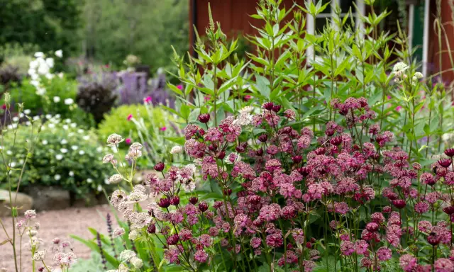 En lummig trädgård med olika blommor sorter. Framträdande är mörklila stjärnflockor och ljusare, nästan vita blommor. I bakgrunden skymtar ett rött hus.