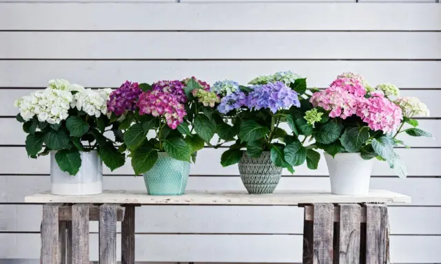 En rad vackra hortensior i kruka, i färger från vitt till rosa och lila, står uppradade mot en vitmålad trävägg.