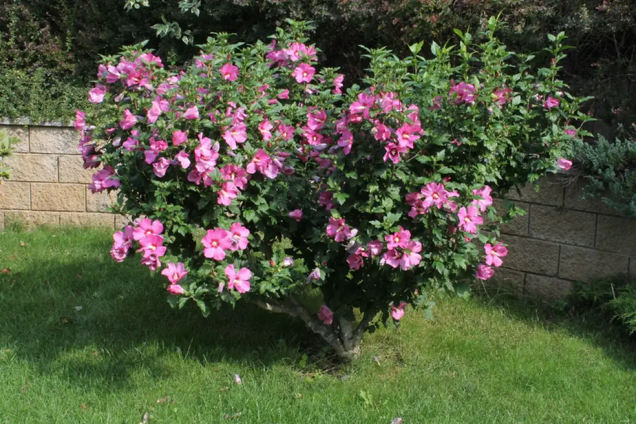 En frodig hibiskus utomhus blommar med rosa blommor. Busken står på en gräsmatta intill en stenmur.