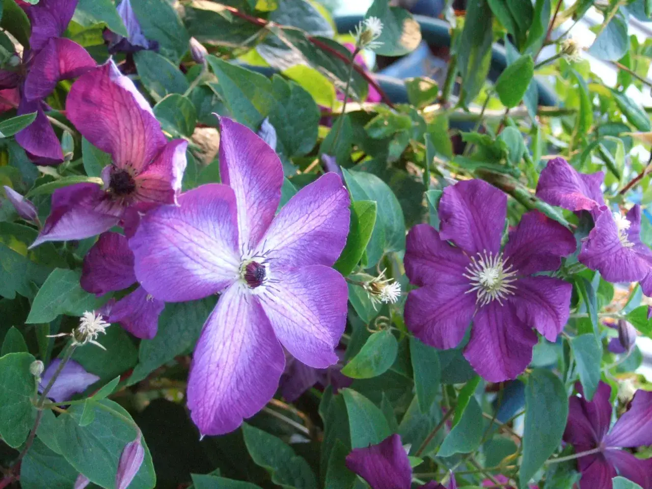 Vackra klematis sorter i lila nyanser blommar frodigt bland gröna blad.