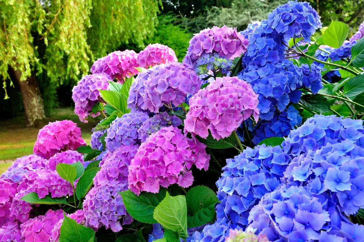 En frodig trädgård med blomstrande hortensia utomhus i nyanser av lila och blått.