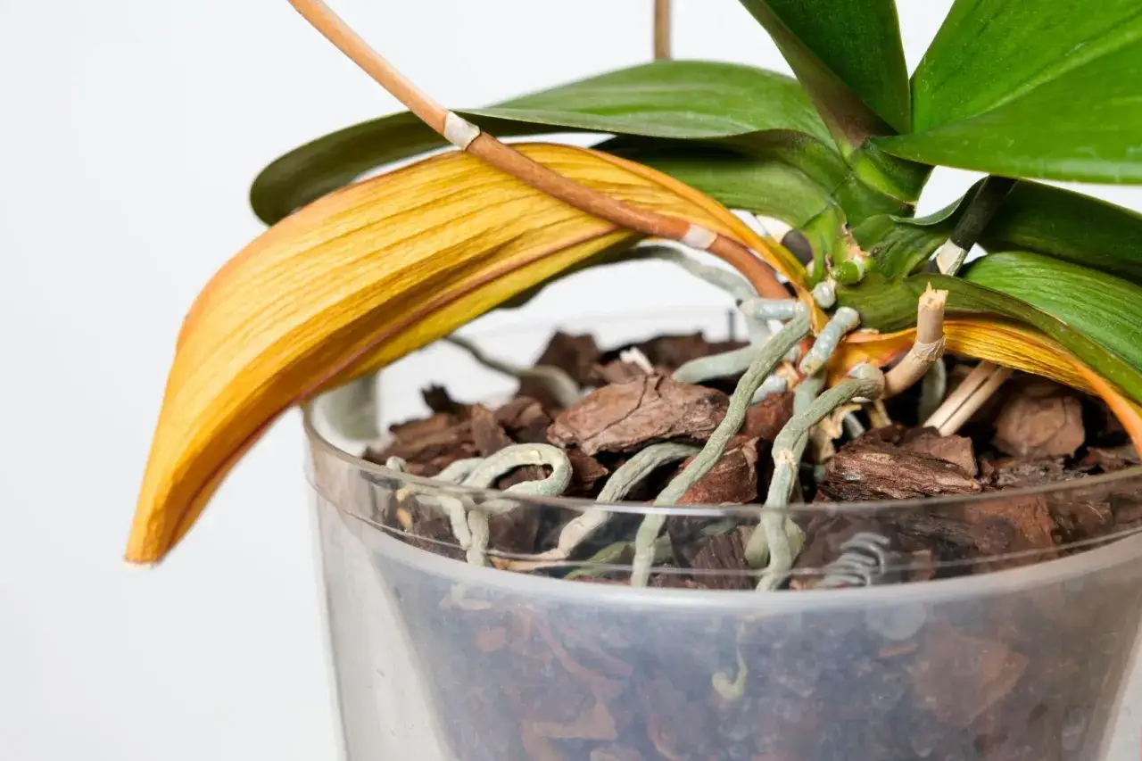 En orkidé med ett gult blad som börjar vissna. Rötterna är synliga ovanför barkblandningen i den genomskinliga krukan.