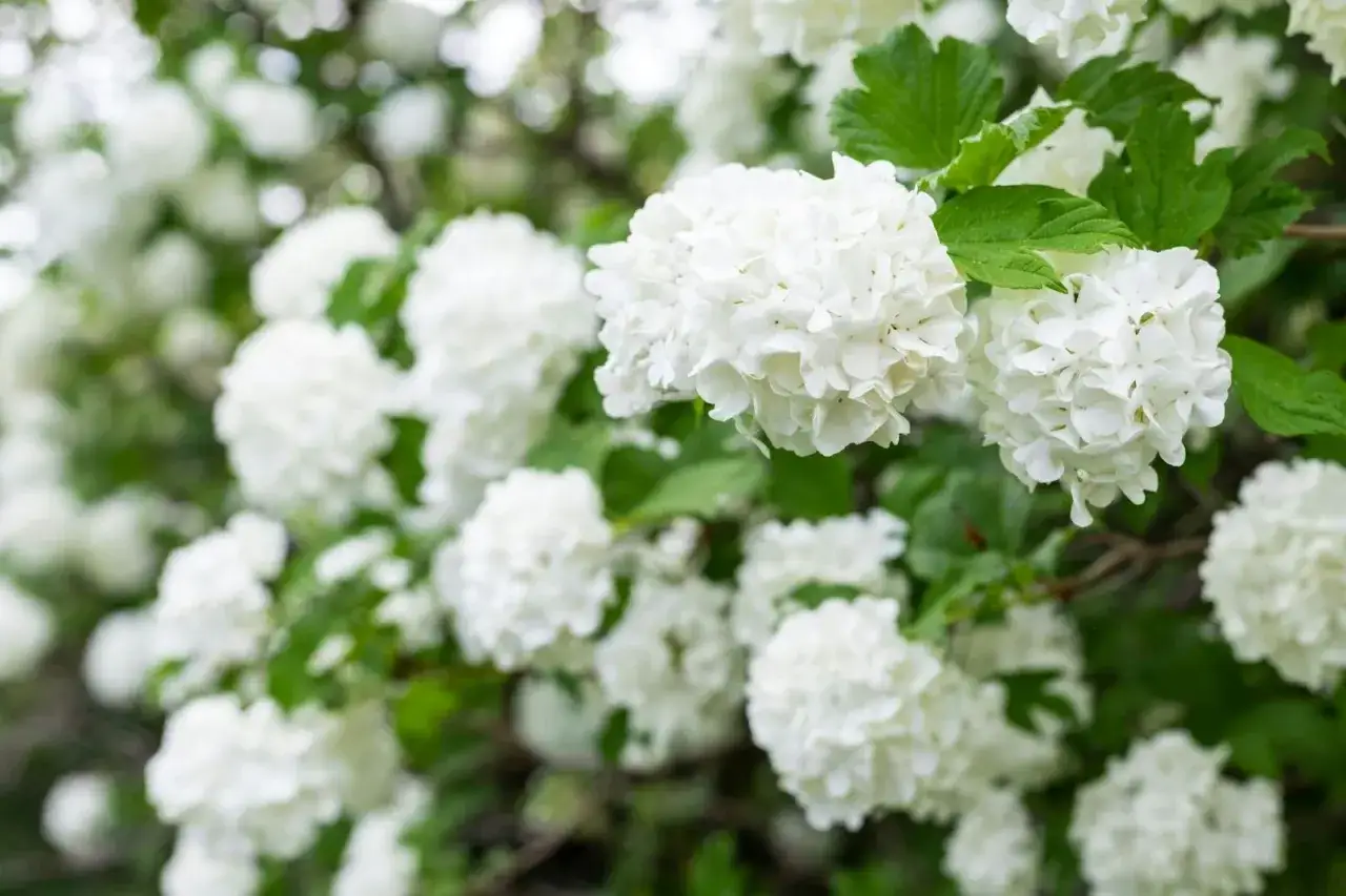 En buske med vita blommor, som sn&ouml;bollar, blommar i det gr&ouml;na.