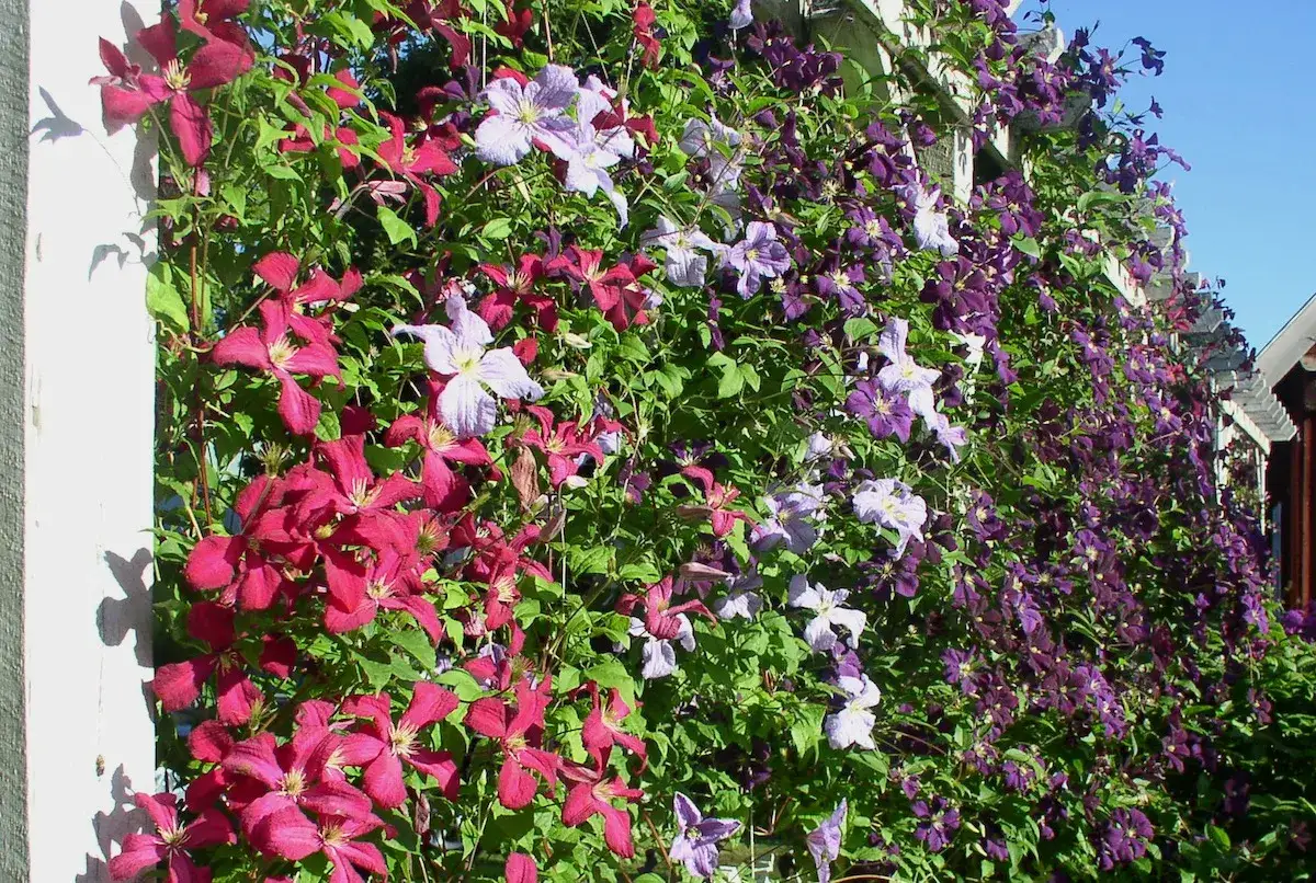 En frodig klematis spalje med blommor i lila, rosa och vinrött. Klätterväxterna täcker en vit spaljé mot en blå himmel.