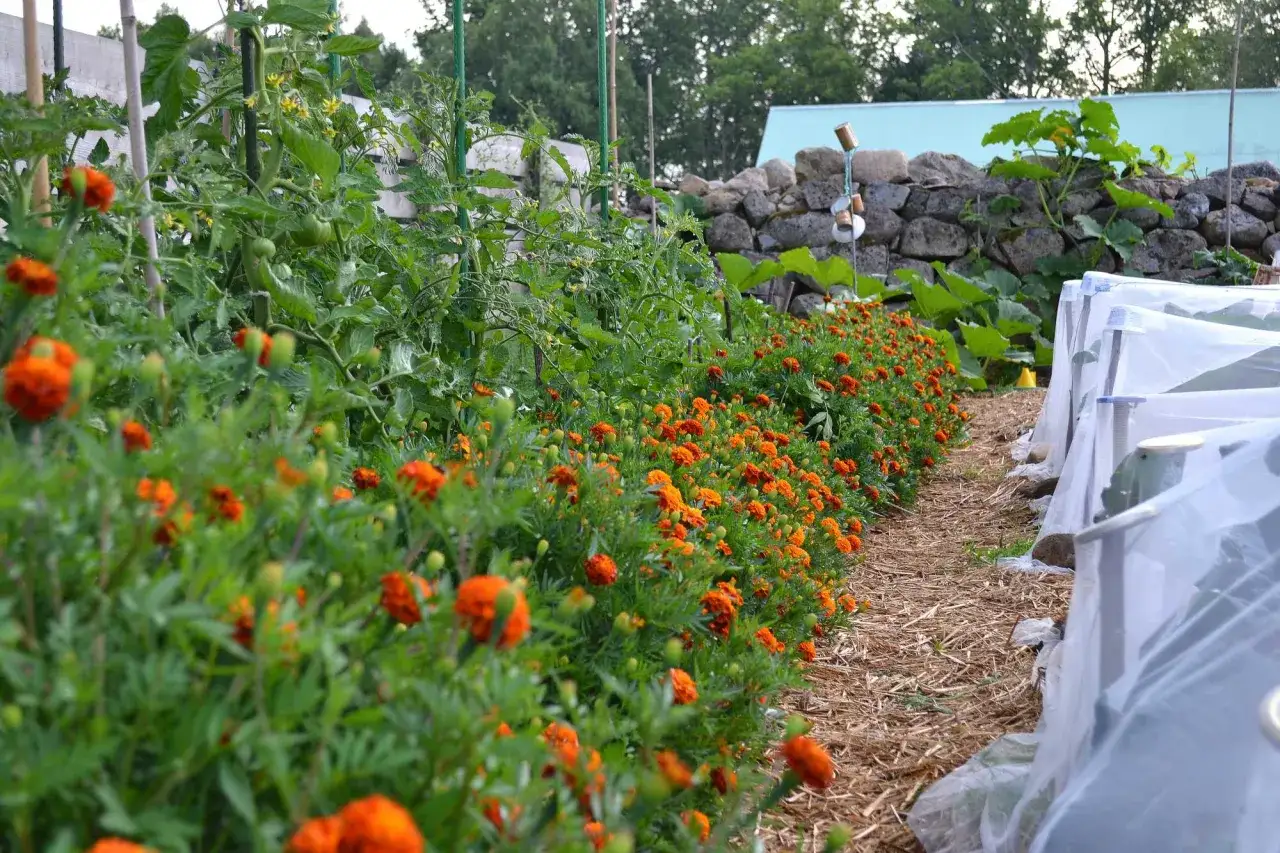 En rad med orange ringblommor kantas av tomatplantor som växer sig höga. En vacker syn för alla som vill plantera tomater.