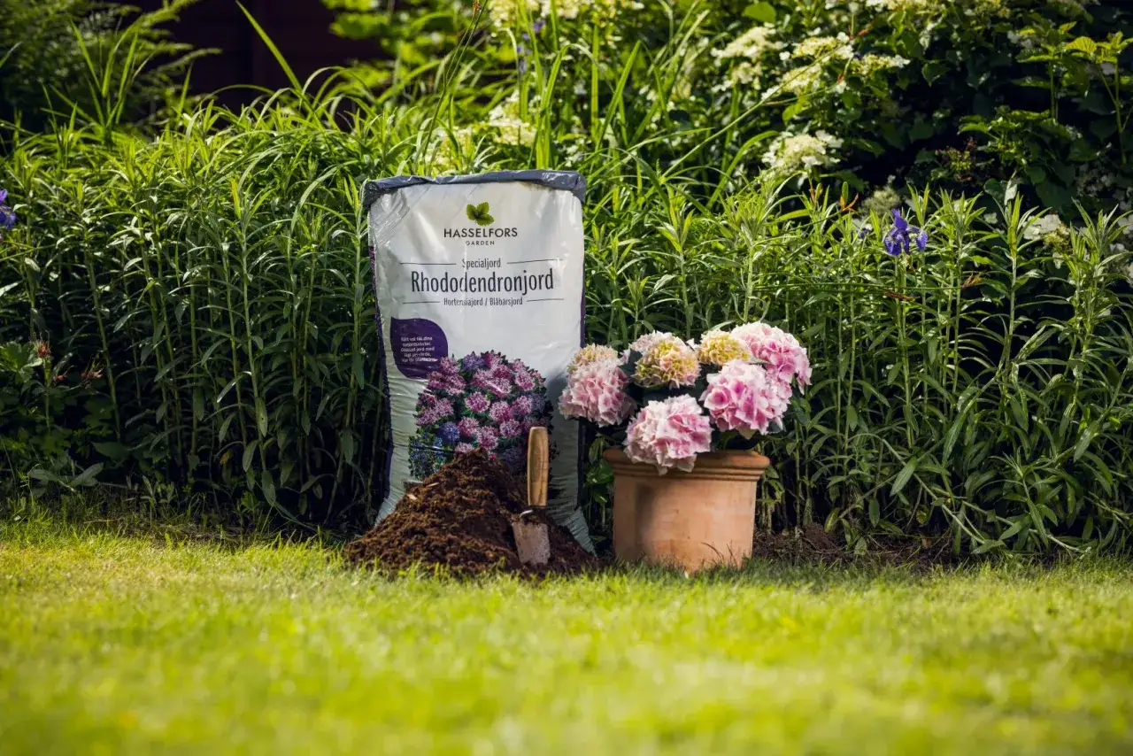Förbered dig att plantera rhododendron med Hasselfors specialjord. En kruka med rosa hortensior och en spade står redo i trädgården.