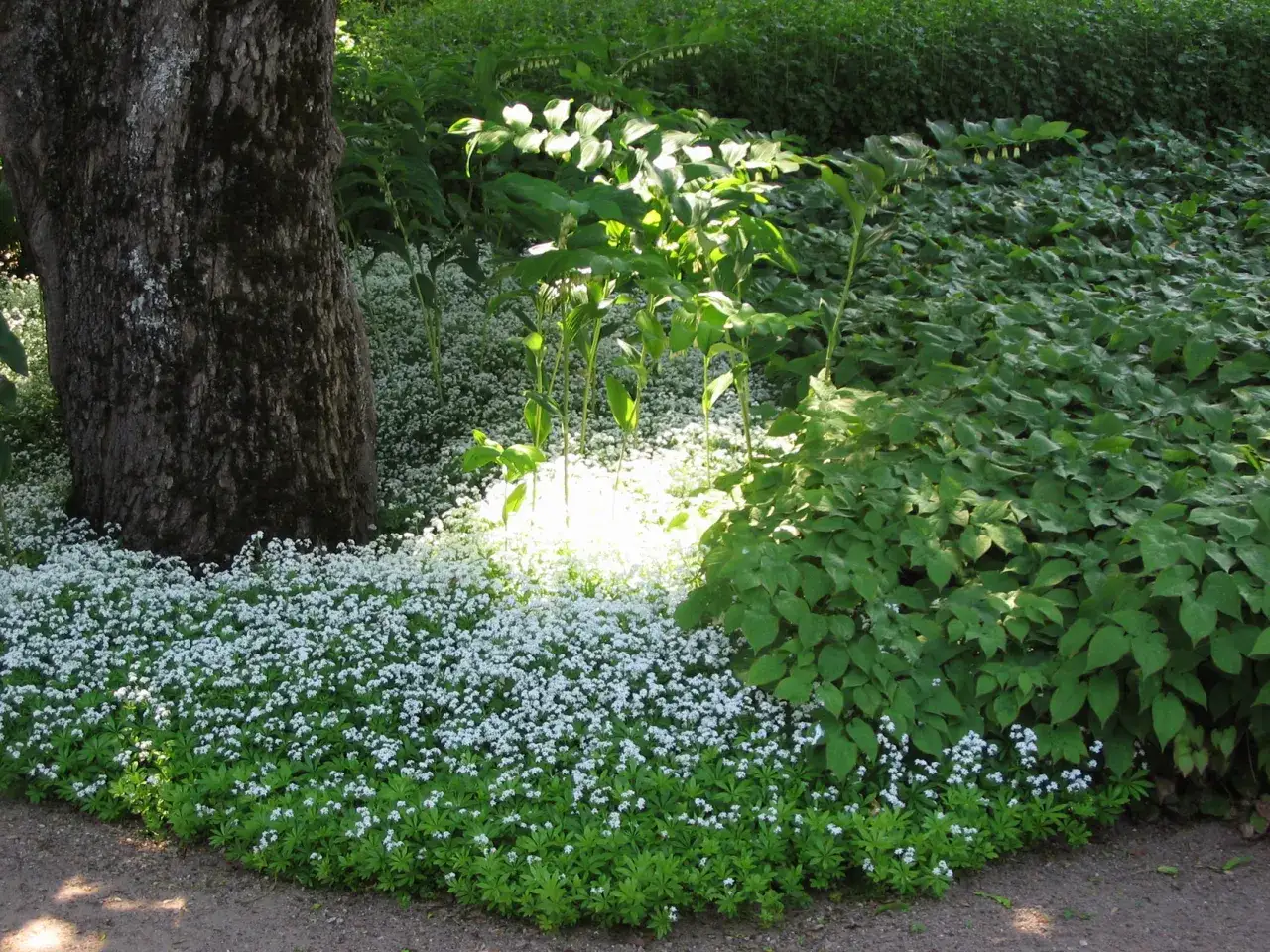 En lummig tr&auml;dg&aring;rd med en stor tr&auml;dstam till v&auml;nster, omgiven av ett hav av sm&aring; vita blommor och gr&ouml;na blad. L&aring;ga perenner breder ut sig i solens str&aring;lar.