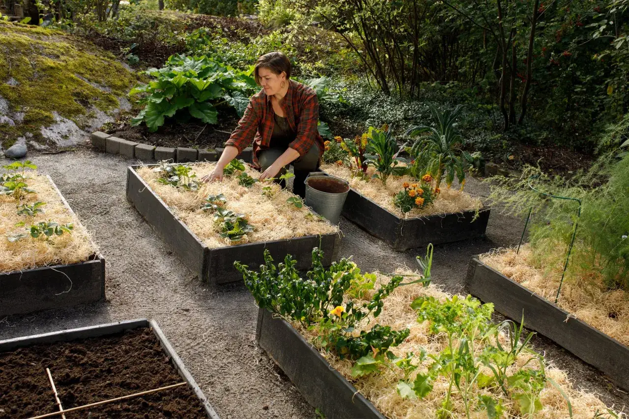 Kvinna planterar i upphöjda bäddar med mullrik jord och halm. Odling av jordgubbar, kål och blommor.