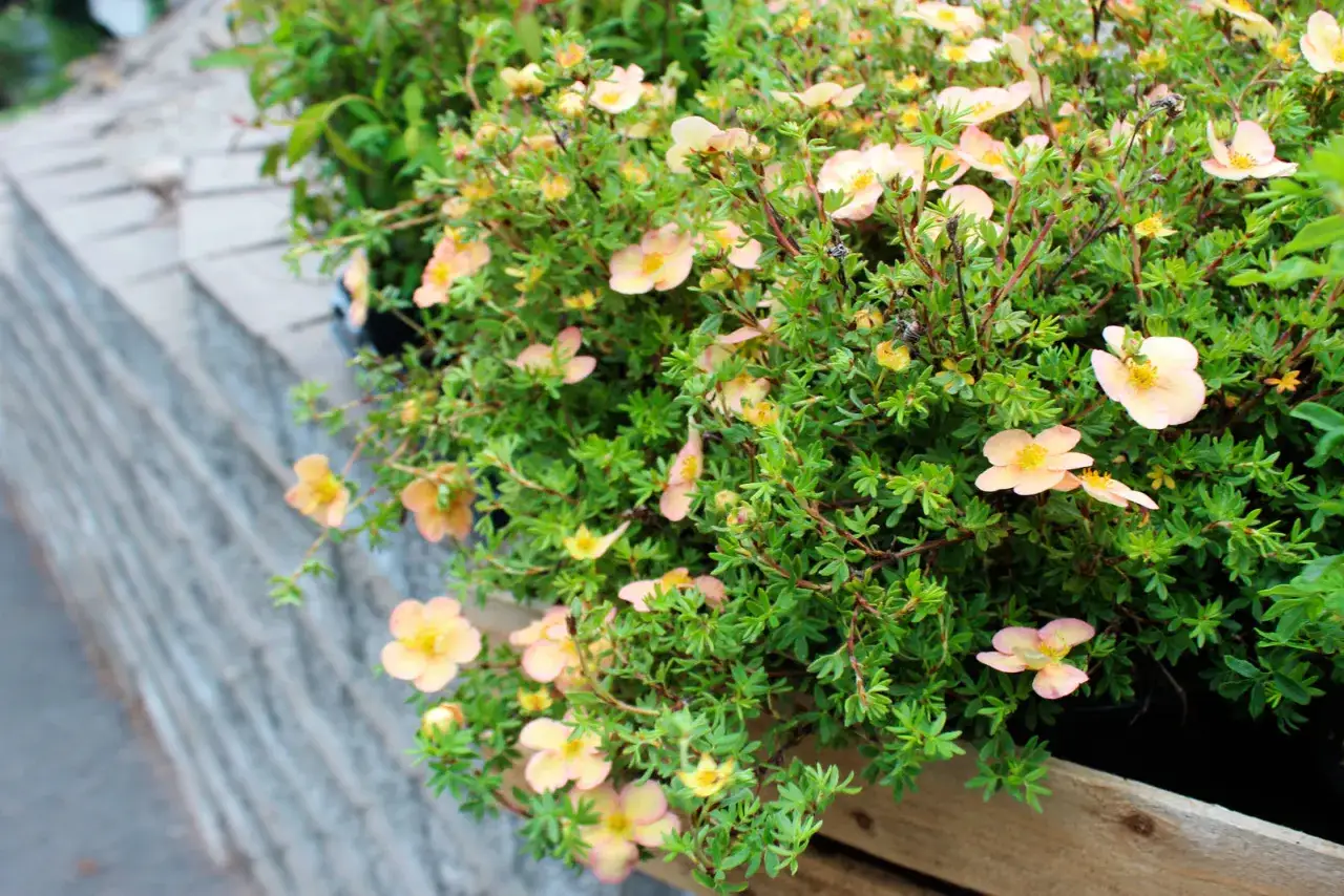 Buskar med små, ljusrosa blommor och gröna blad. Dessa torktåliga buskar trivs i soliga lägen och ger färg till trädgården.